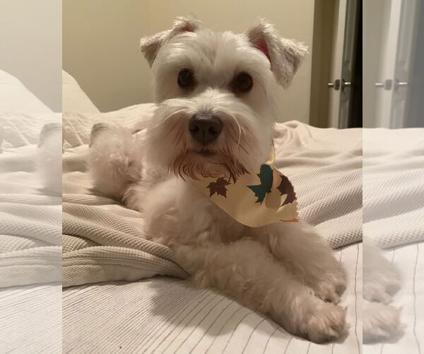 Medium Photo #1 - Mix Puppy For Sale in Lenoir, NC, USA