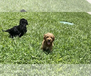 Goldendoodle Puppy for sale in TAMPA, FL, USA