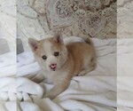 Small Photo #1 Pomsky Puppy For Sale in ORANGE PARK, FL, USA