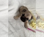 Small Photo #7 French Bulldog Puppy For Sale in OPP, AL, USA