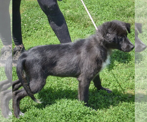Medium Photo #4 Border Collie-Unknown Mix Puppy For Sale in Huntley, IL, USA