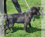 Small #3 Border Collie Mix