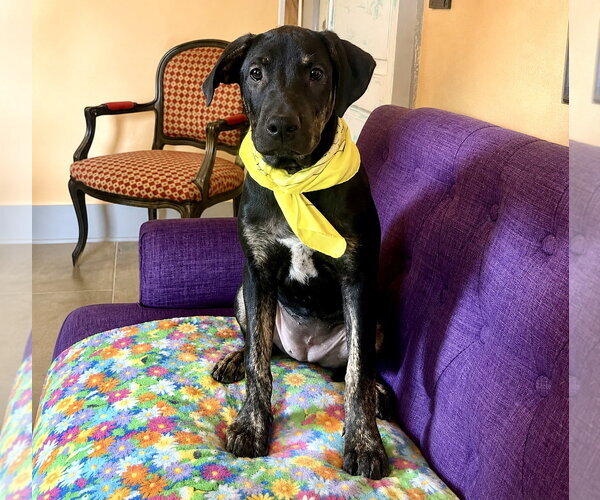 Medium Photo #2 Labrador Retriever-Unknown Mix Puppy For Sale in Rockaway, NJ, USA