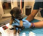 Small #1 German Shepherd Dog Mix