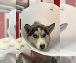 Small #2 Siberian Husky