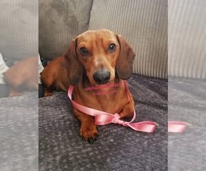 Father of the Dachshund puppies born on 09/21/2023