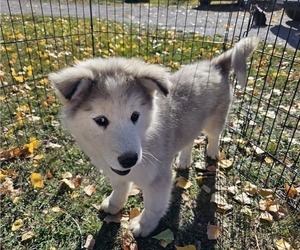 Alusky Puppy for sale in THAYNE, WY, USA