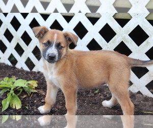Golden Shepherd-Rottweiler Mix Puppy for sale in SHILOH, OH, USA