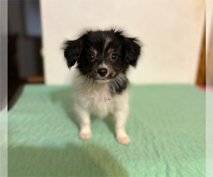 Papillon Puppy for sale in ELK RIVER, MN, USA