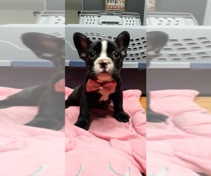 French Bulldog Puppy for sale in LOS ANGELES, CA, USA