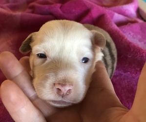 Miniature American Shepherd Puppy for sale in LUCERNE VALLEY, CA, USA