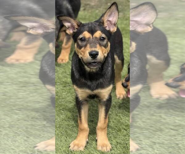 Medium Photo #5 Mutt Puppy For Sale in La Verne, CA, USA