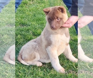 Akita Puppy for sale in GRANTS PASS, OR, USA