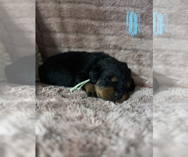 Medium Photo #1 Rottweiler Puppy For Sale in PEVELY, MO, USA