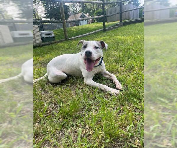 Medium Photo #1 American Staffordshire Terrier-Unknown Mix Puppy For Sale in Brewster, MA, USA