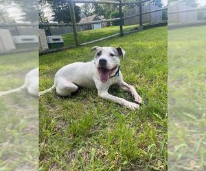 American Staffordshire Terrier-Unknown Mix Dogs for adoption in Brewster, MA, USA