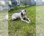 Small American Staffordshire Terrier Mix