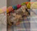 Small #12 Great Dane