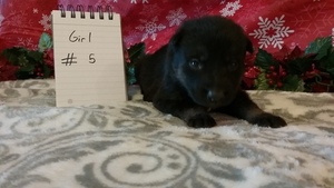 German Shepherd Dog Puppy for sale in LAKEVILLE, OH, USA