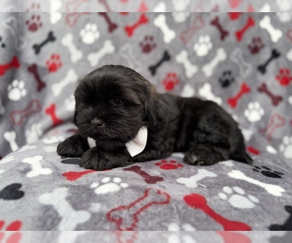 Medium Photo #4 Zuchon Puppy For Sale in LAKELAND, FL, USA
