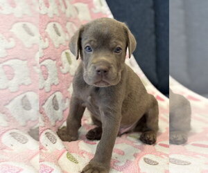 Charlotte's Puppy Greyson - Male Labrador Retriever-Unknown Mix Dog for Adoption - Photo #6