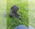 Small Photo #9 Labrador Retriever Puppy For Sale in FLAGLER, CO, USA