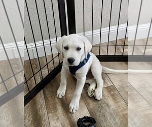 Labrador Retriever Puppy for Sale in CAPITOLA, California USA