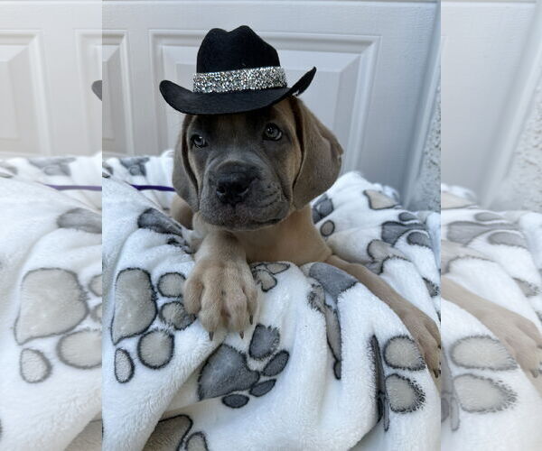 Medium Photo #5 Mutt Puppy For Sale in Goodyear, AZ, USA