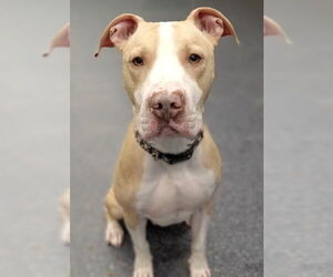 Mutt Dogs for adoption in Anchorage, AK, USA