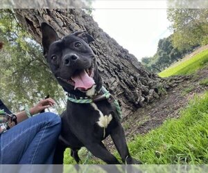Staffordshire Bull Terrier Dogs for adoption in Upland, CA, USA