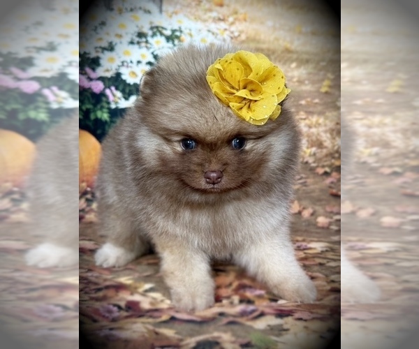 Medium Photo #2 Pomeranian Puppy For Sale in BLANCHARD, OK, USA