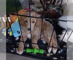 Poodle (Standard) Puppy for Sale in PEORIA, Arizona USA