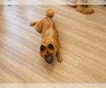 Small Photo #5 Chow Chow Puppy For Sale in San Antonio, TX, USA