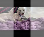 Small #1 Maltese Mix