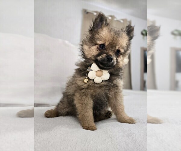 Medium Photo #4 Pomeranian Puppy For Sale in BRONSON, MI, USA