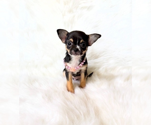 Medium Photo #10 Chihuahua Puppy For Sale in SACRAMENTO, CA, USA