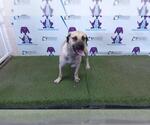 Small Black Mouth Cur Mix