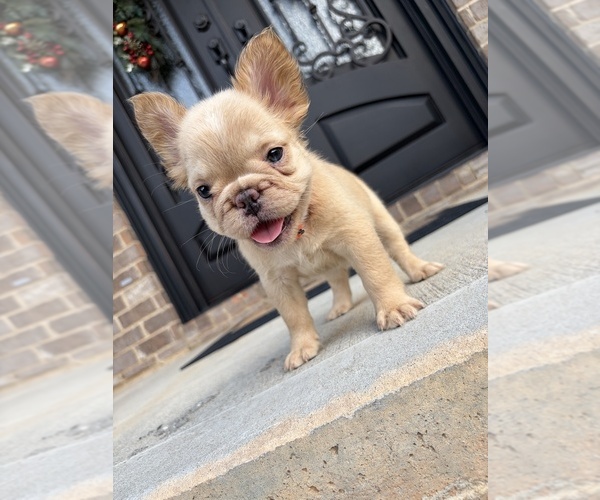 Medium Photo #6 French Bulldog Puppy For Sale in SNELLVILLE, GA, USA