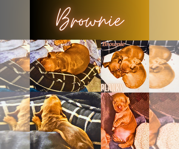 Medium Photo #1 Dachshund Puppy For Sale in AYER, MA, USA