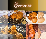 Puppy Brownie Dachshund