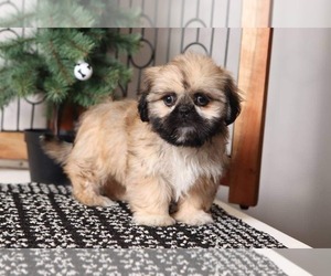Shih Tzu Puppy for sale in NAPLES, FL, USA