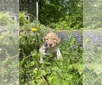 Small Photo #2 Irish Doodle Puppy For Sale in WHITE LAKE, WI, USA