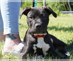 Small #2 American Pit Bull Terrier-American Staffordshire Terrier Mix