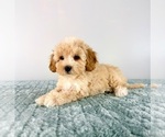 Small #2 Cavapoo (Miniature)