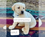 Small Photo #9 Labrador Retriever Puppy For Sale in WILLARD, WI, USA