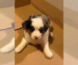 Miniature Australian Shepherd Puppy for sale in SAINT THOMAS, MO, USA