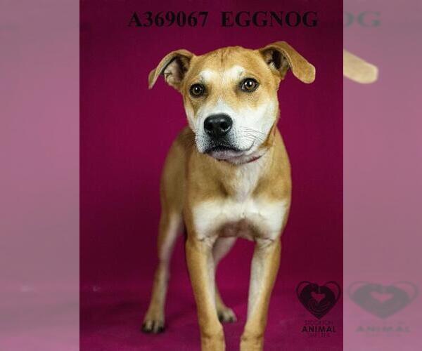 Medium Photo #1 Beagle-Unknown Mix Puppy For Sale in Stockton, CA, USA