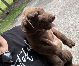 Chesapeake Bay Retriever Puppy for sale in COOKEVILLE, TN, USA