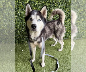 Siberian Husky Dogs for adoption in Naples, FL, USA