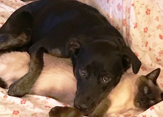 Sheprador Dogs for adoption in LYNNWOOD, WA, USA